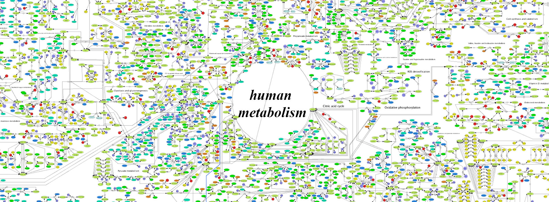 Human metabolism. Menopause changes the balance in our systems and must be reflected by new eating ias we lose weight.