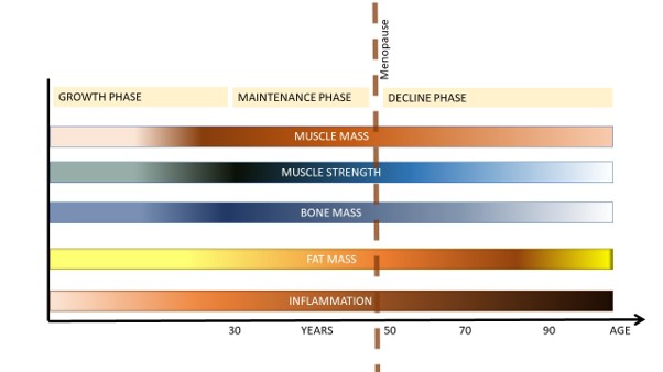 Diagrammatic representation of the changes in body composition over life. The lightest parts of the bar indicate low mass, while darker areas represent lifetime peak or high mass.  Drawn by Wendy Shillam after Nasabian et al. (2017) 2