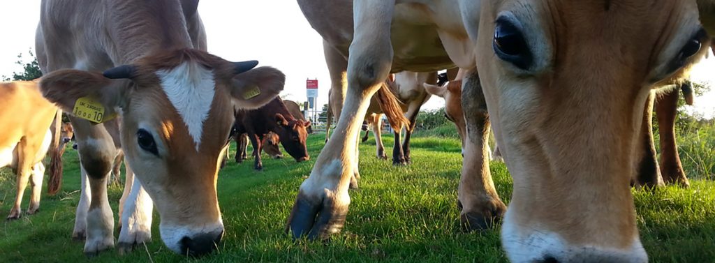 Image of grass-fed dairy cow and calf at foot